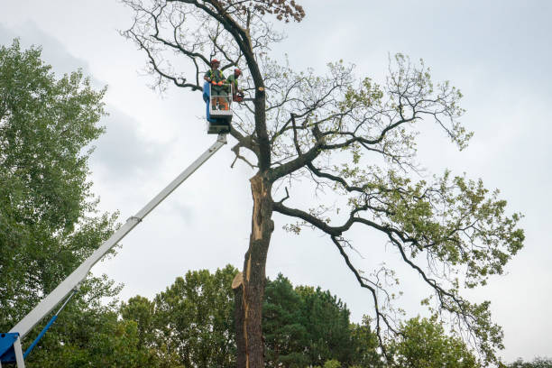 Best Seasonal Cleanup (Spring/Fall)  in Lebanon, NH